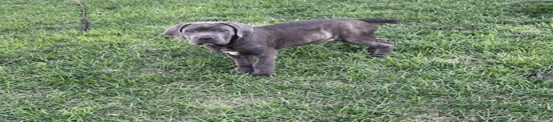 Puppy2