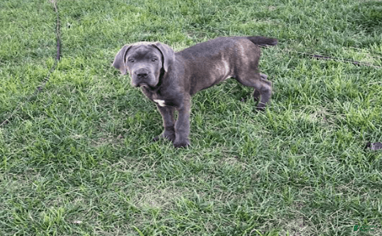 Cane Corso dogs for sale - Ad 2