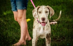 Great Dane dogs for sale: Jovie - Image 7