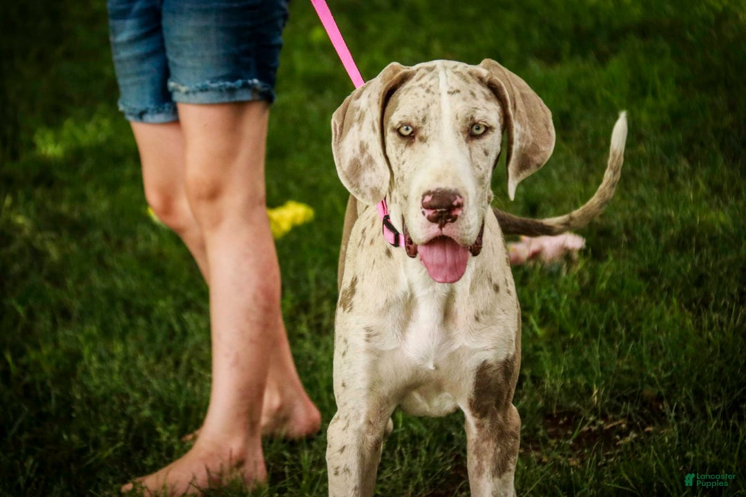 Great Dane dogs for sale: Jovie - Image 7