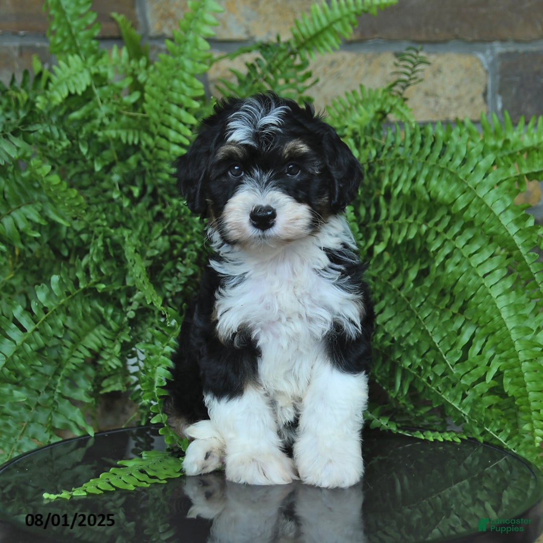 Mini Aussiedoodle dogs for sale: Cutie - Image 4