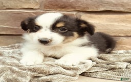 Miniature Australian Shepherd dogs for sale: Maya - Image 5