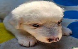 Border Collie dogs for sale: Grace - Image 15