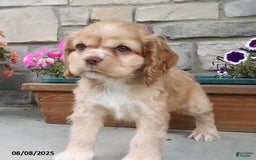 Cocker Spaniel dogs for sale: Oakley - Image 2