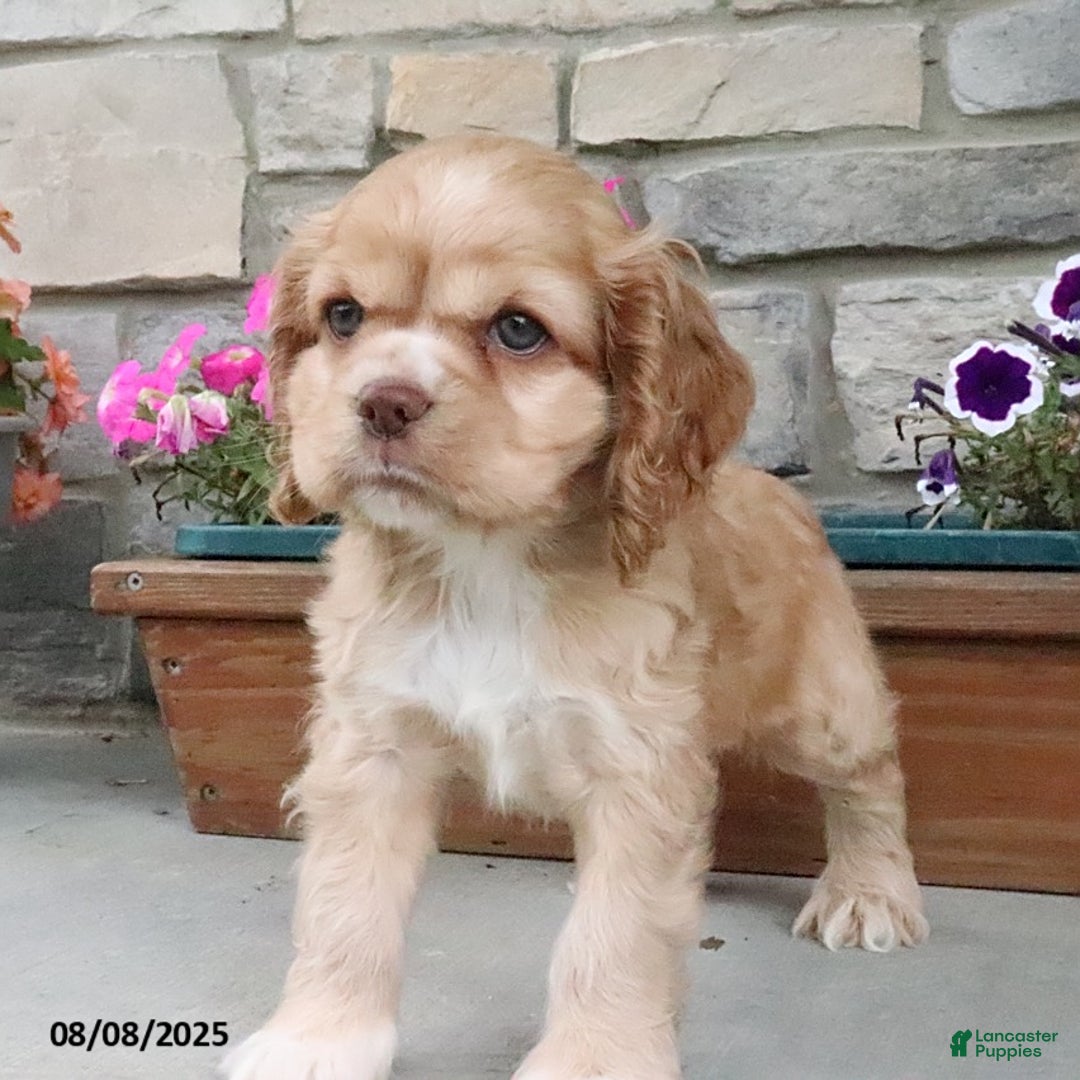 Cocker Spaniel dogs for sale: Oakley - Image 2