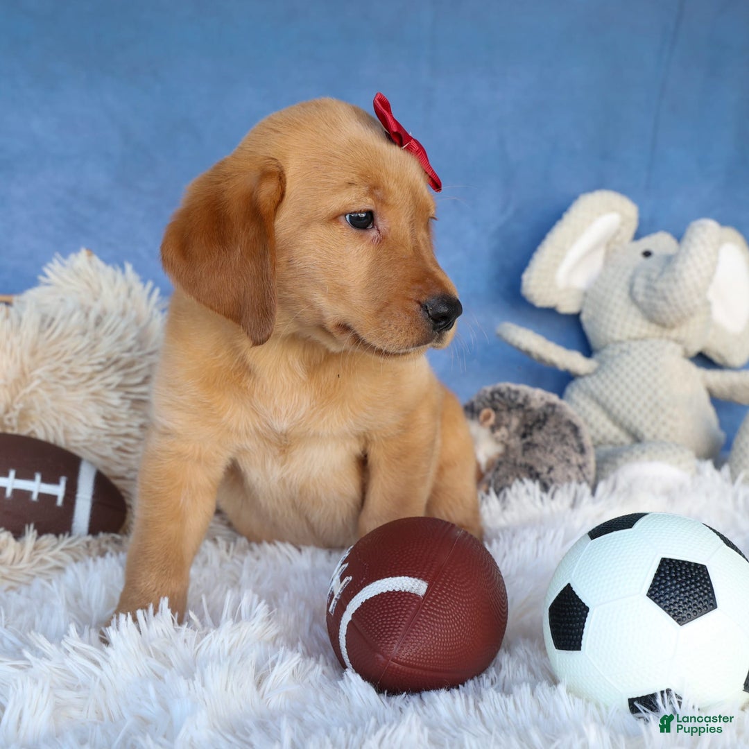 Labrador Retriever dogs for sale: Gus - Image 7