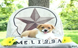 Welsh Corgi Pembroke dogs for sale: Welsh Corgi (Pembroke) 7 puppies - Image 11