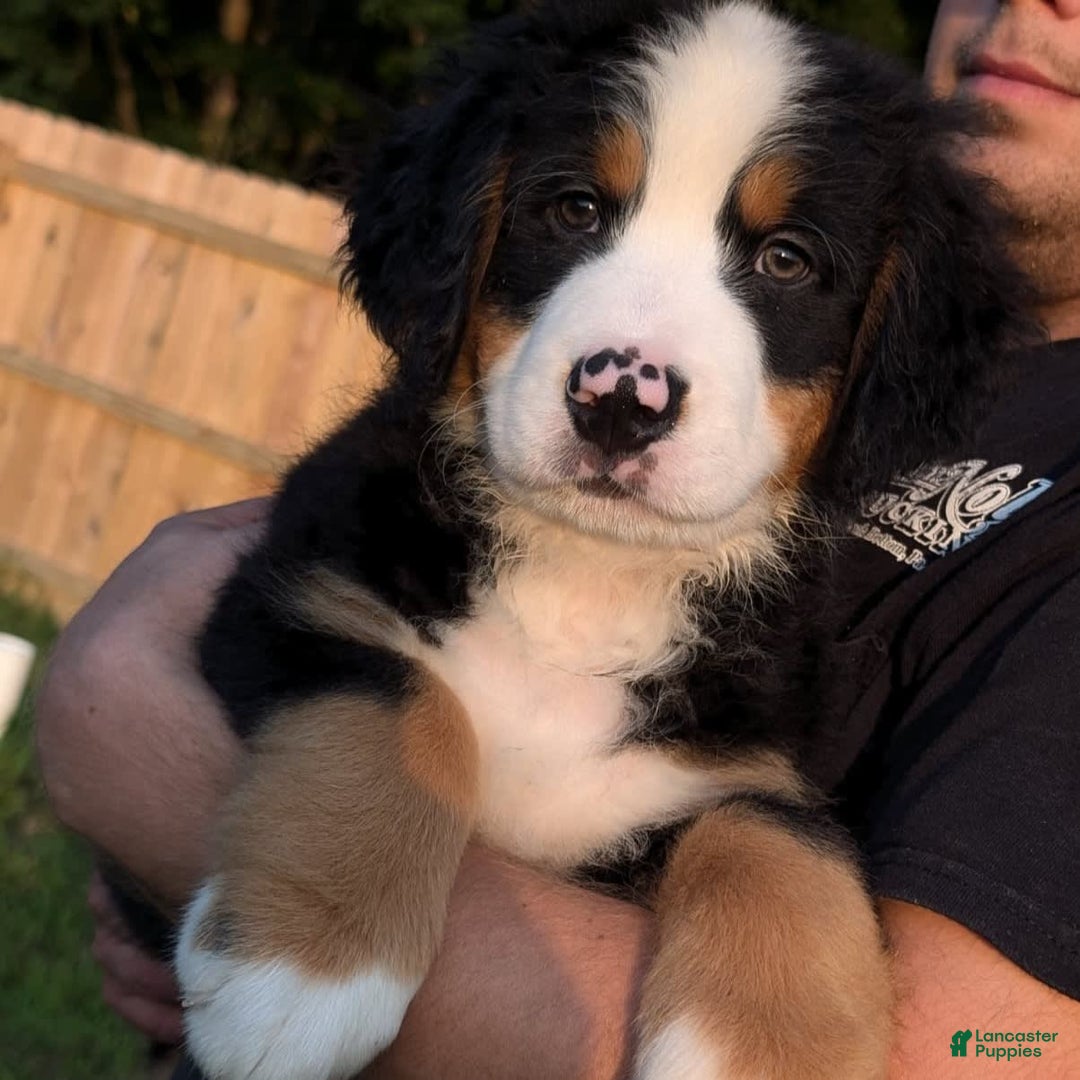 Bernese Mountain Dog dogs for sale: Wilder - Image 3