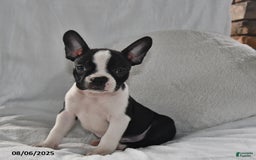 Boston Terrier dogs for sale: Roxie - Image 2