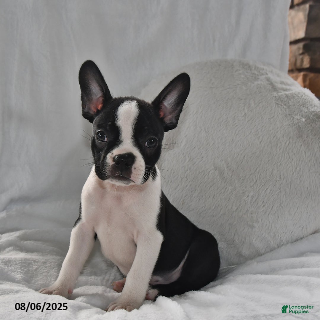 Boston Terrier dogs for sale: Roxie - Image 2