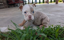 English Bulldog dogs for sale: Harper - Image 6