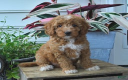 Mini Goldendoodle dogs for sale: Poppy - Image 5