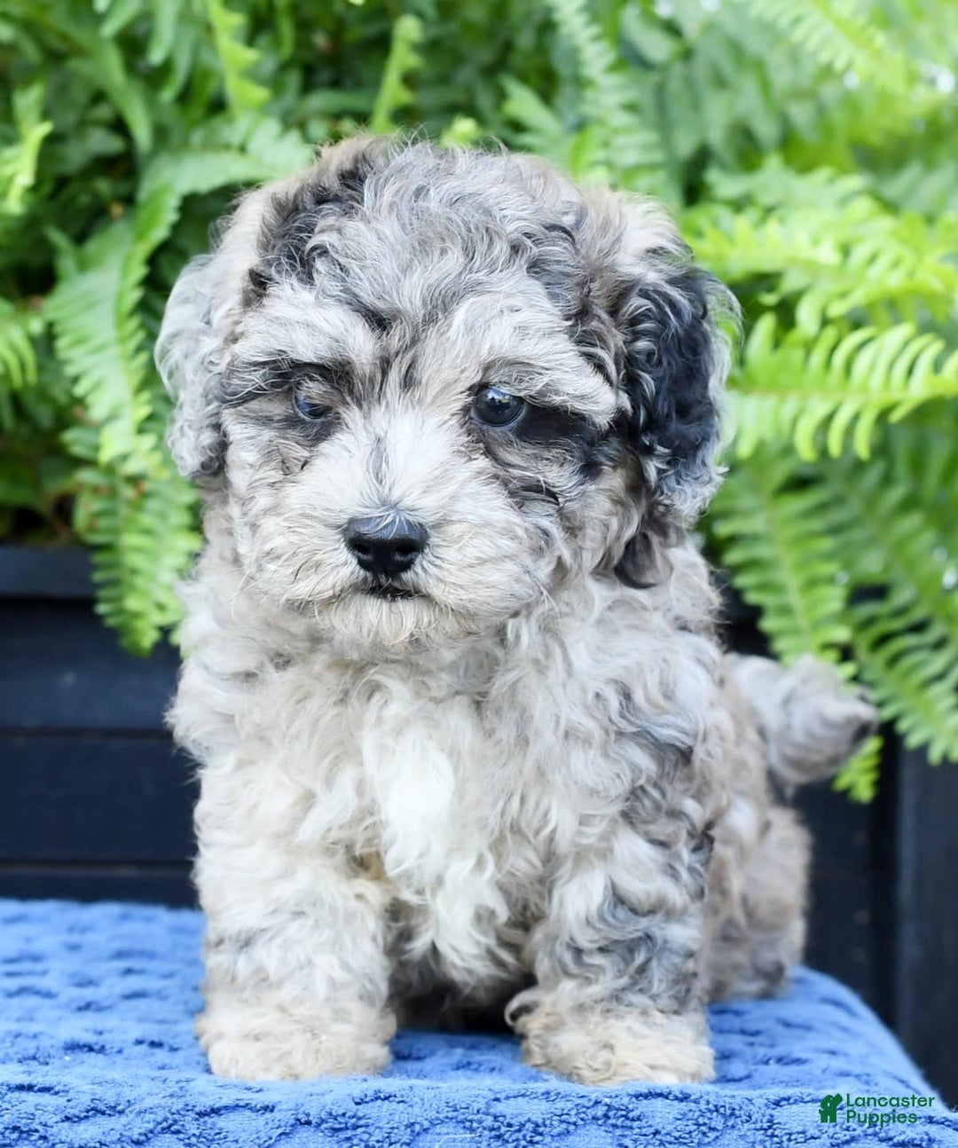 Havapoo dogs for sale: Carson - Image 3