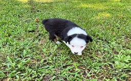 Australian Shepherd dogs for sale: Lilly - Image 2