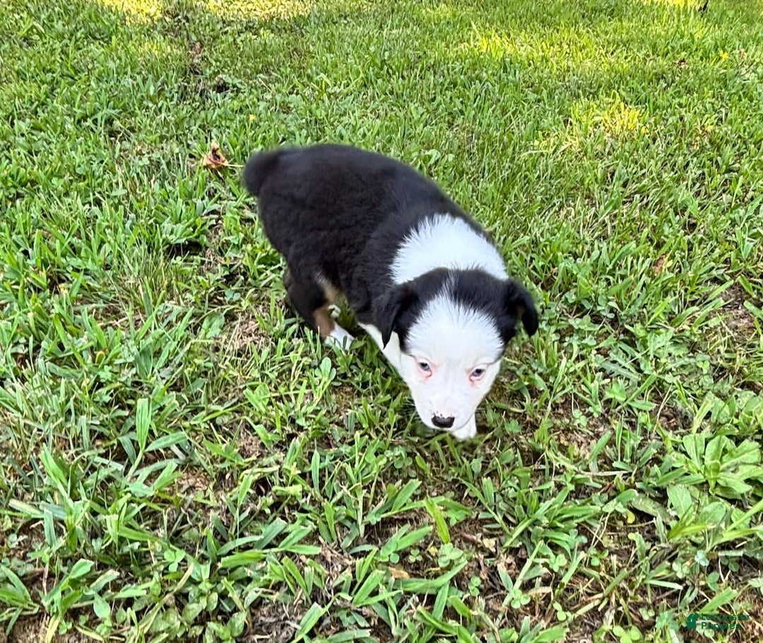 Australian Shepherd dogs for sale: Lilly - Image 2