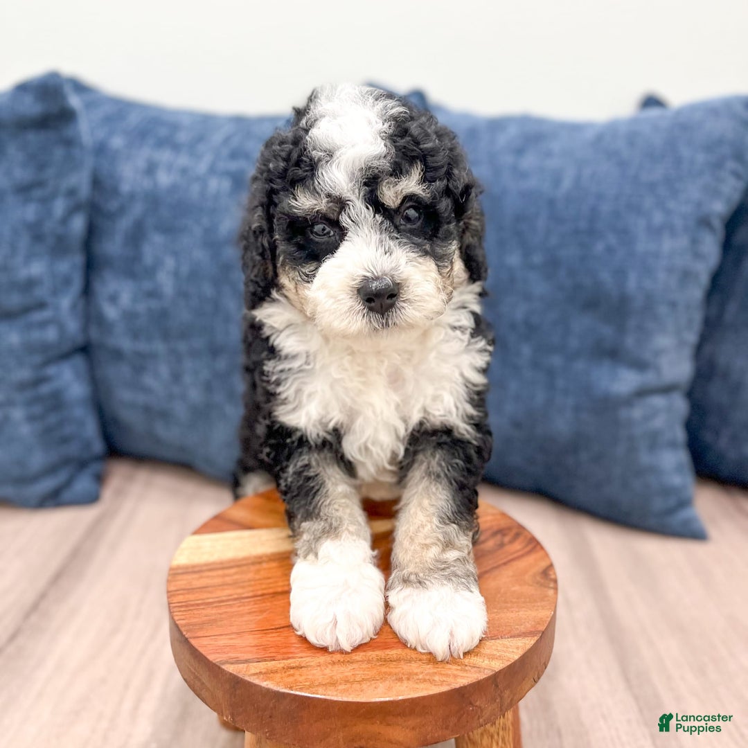Mini Bernedoodle dogs for sale: Carter - Image 4