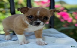 Chihuahua dogs for sale: Harvey - Image 8