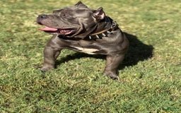 American Bully dogs for sale: Blossom - Image 8