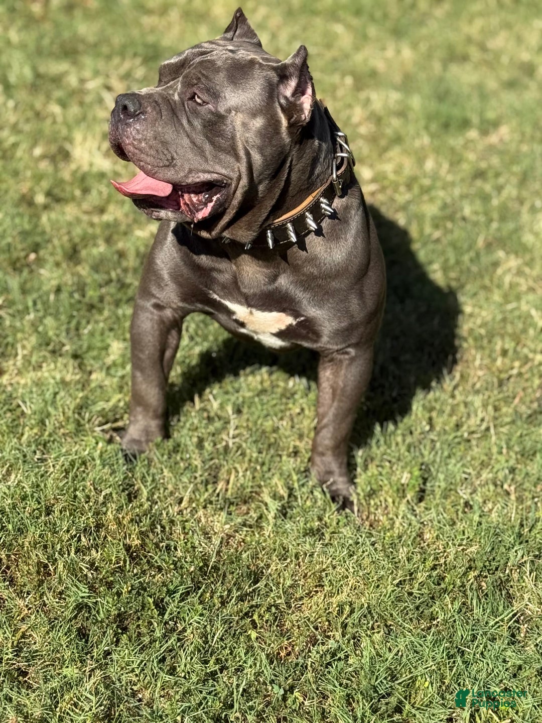American Bully dogs for sale: Blossom - Image 8