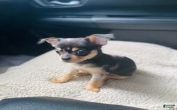 Chihuahua dogs for sale: Benny - Image 3