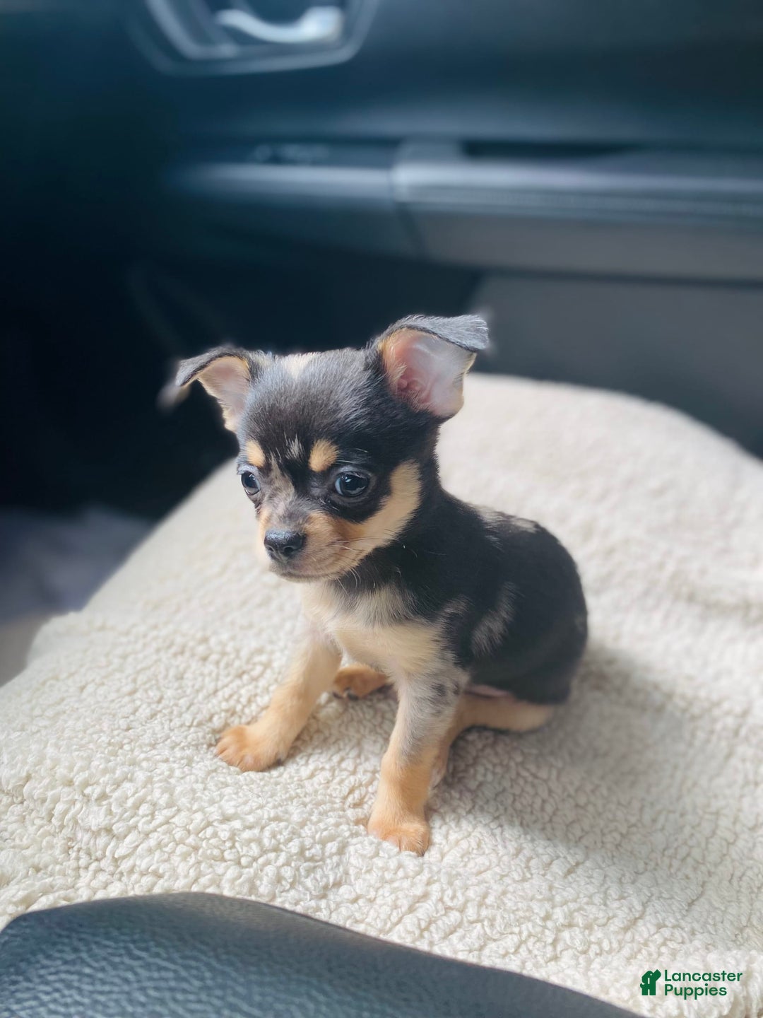 Chihuahua dogs for sale: Benny - Image 3