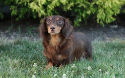 Miniature Dachshund dogs for sale: Ziggy - Image 5