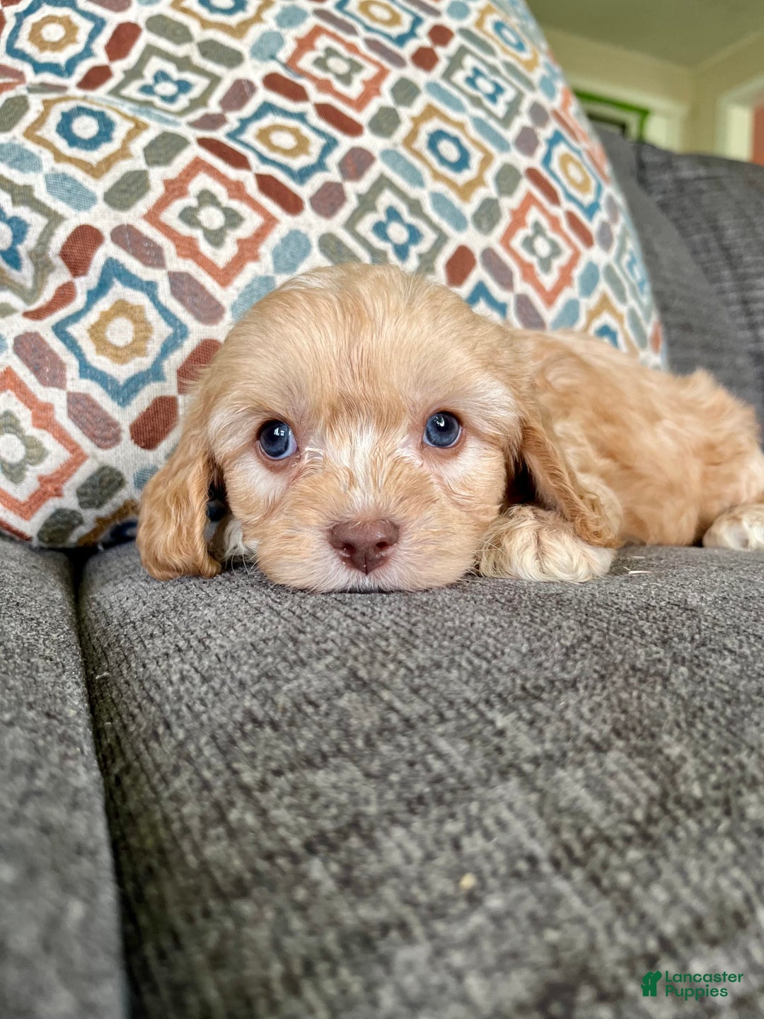Cavapoo dogs for sale: Leo - Image 9