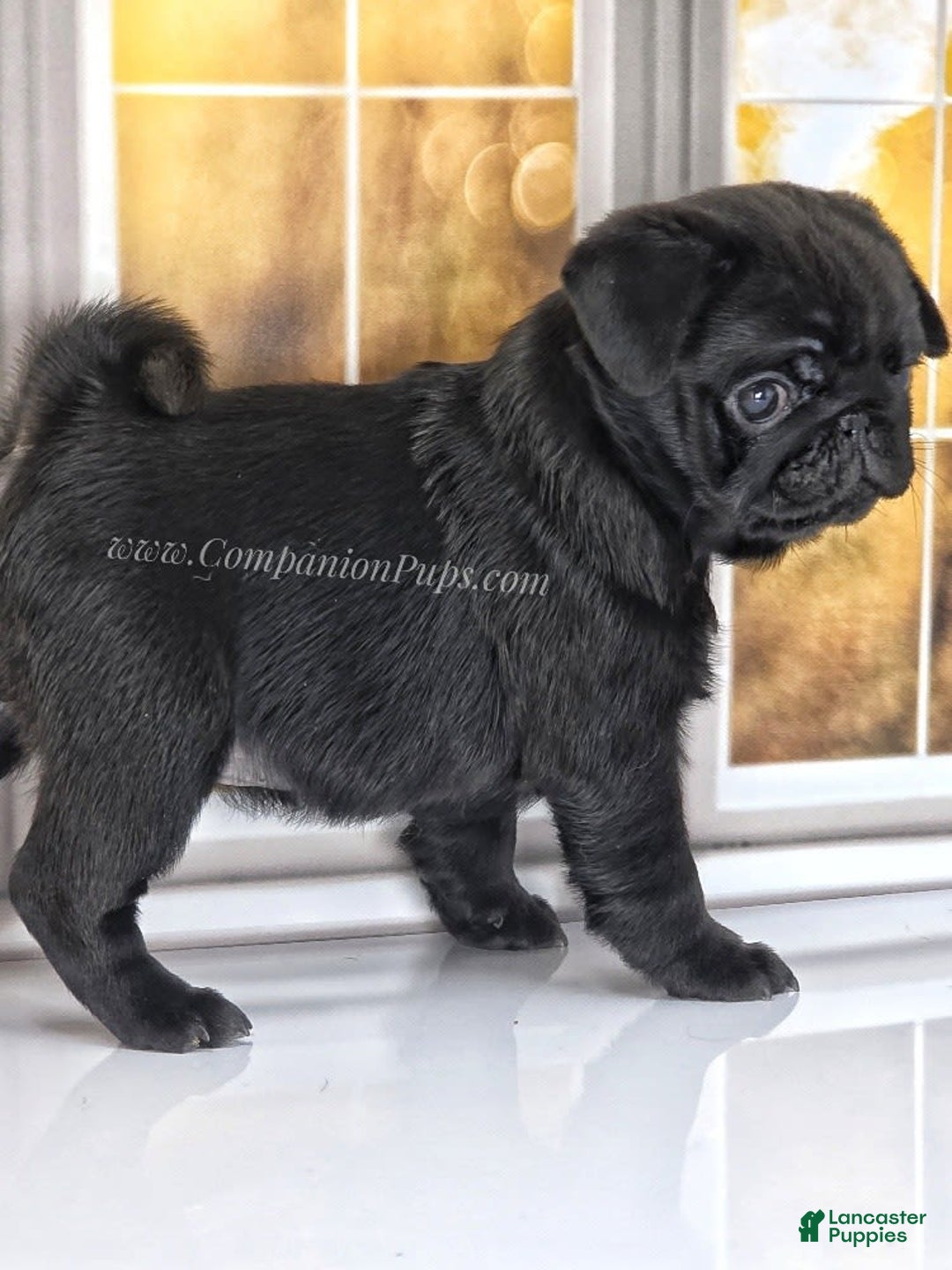Pug dogs for sale: Boy 1 - Champion Lines! - Image 2