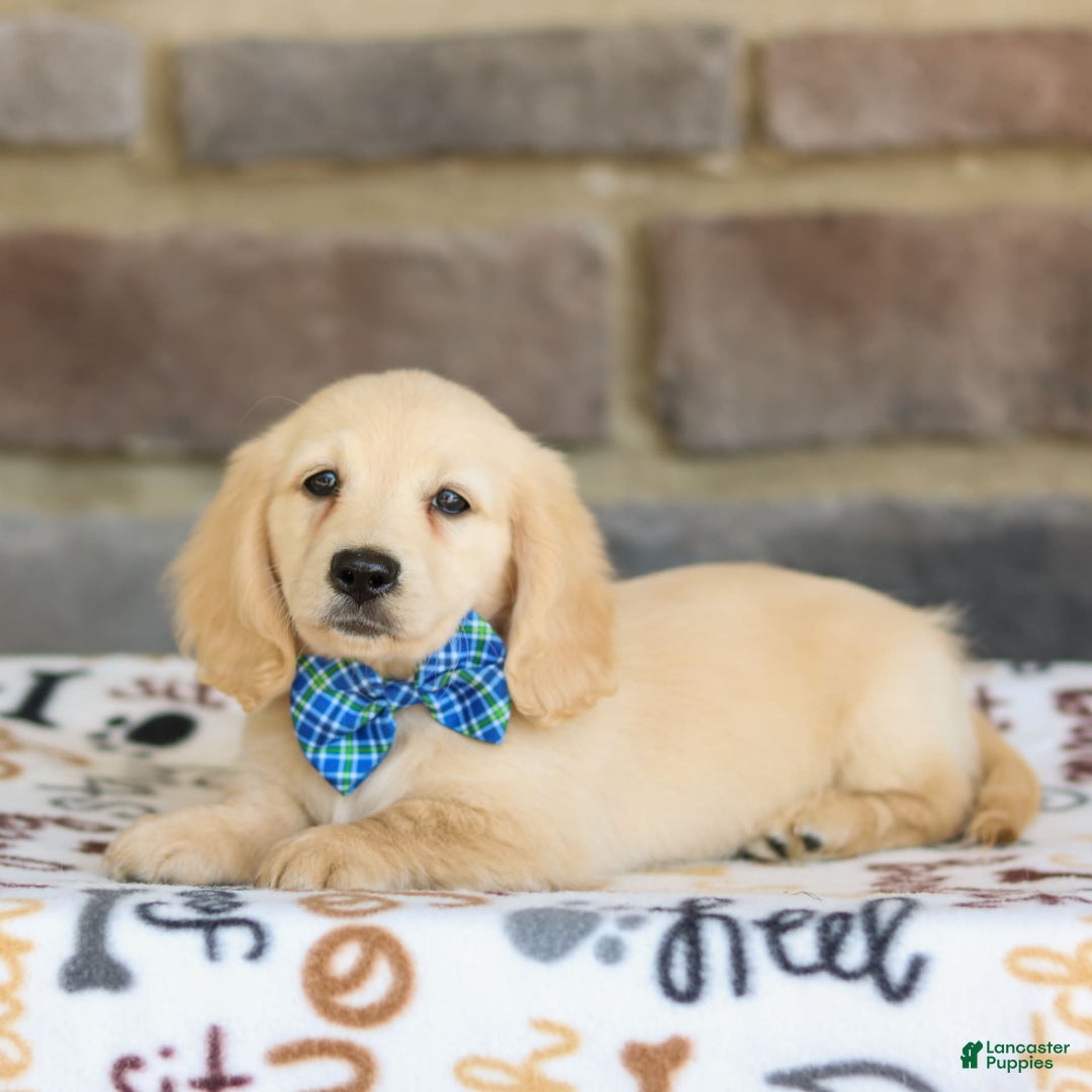 Miniature Dachshund dogs for sale: Theo - Image 3