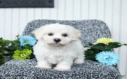 Teddy Bear dogs for sale: Chipper - Image 1