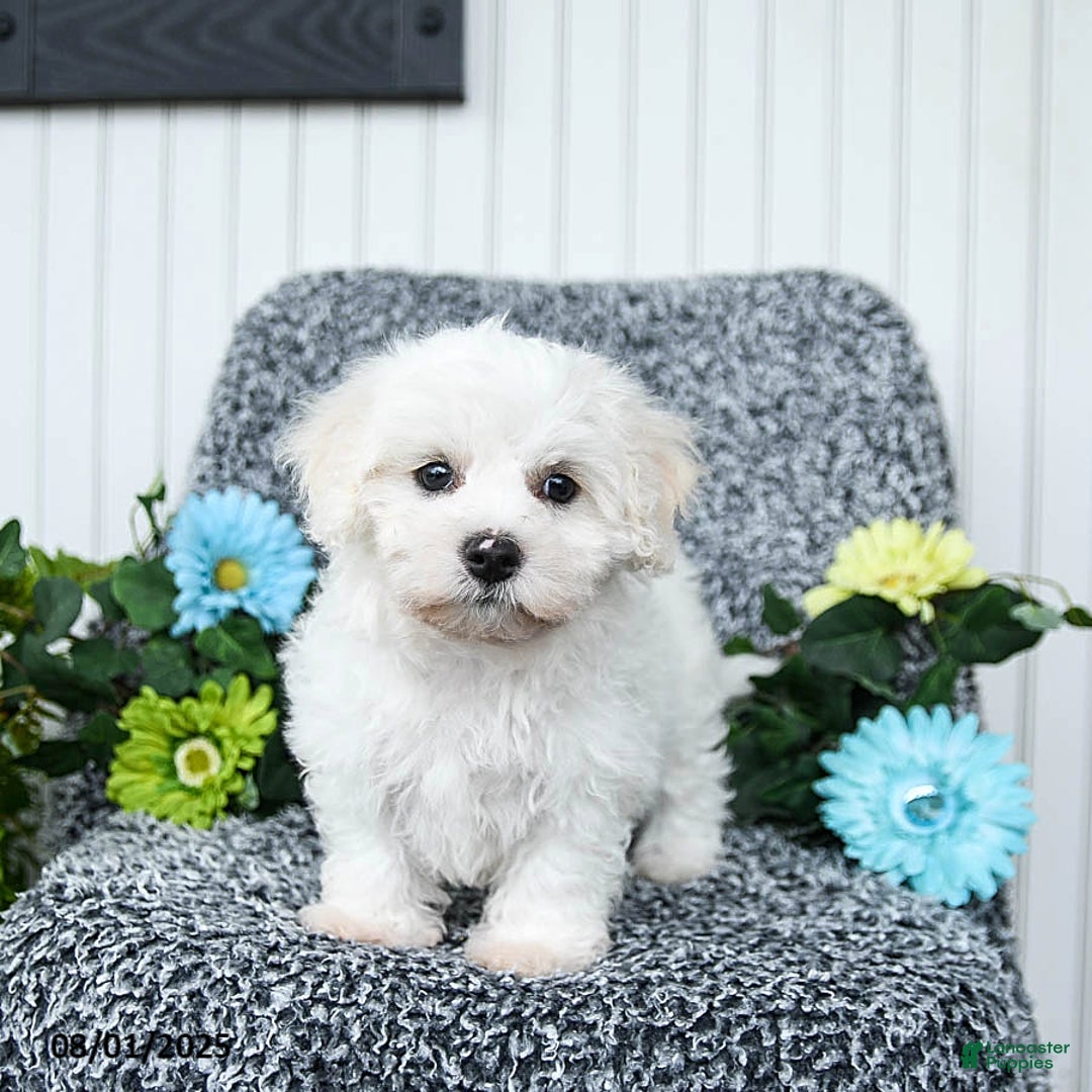 Teddy Bear dogs for sale: Chipper - Image 1