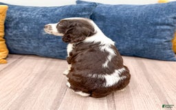 English Springer Spaniel dogs for sale: Nico - Image 4