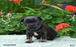 French Bulldog dogs for sale: Bunny - Image 2