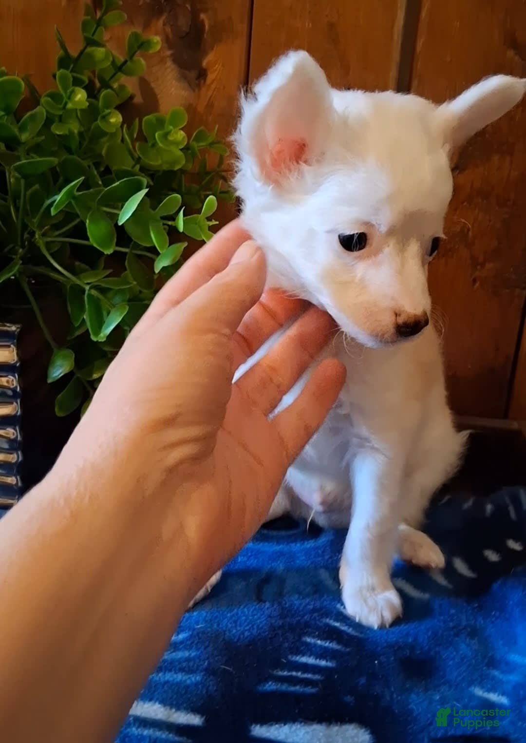 Chinese Crested dogs for sale: Teddy - Image 6