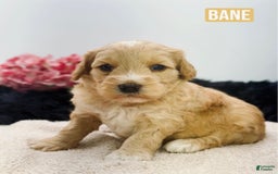 Mini Goldendoodle dogs for sale: Micro Bane - Image 1