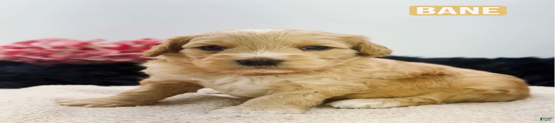 Micro Bane