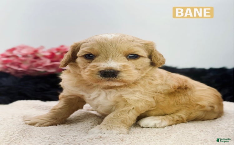 Mini Goldendoodle dogs for sale - Ad 5