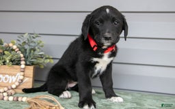 Bernedoodle dogs for sale: Kate - Image 3