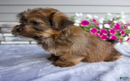 Shorkie dogs for sale: Echo - Image 1