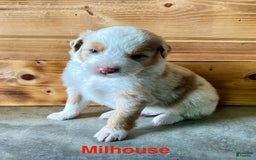 Australian Shepherd dogs for sale: Milhouse - Image 2