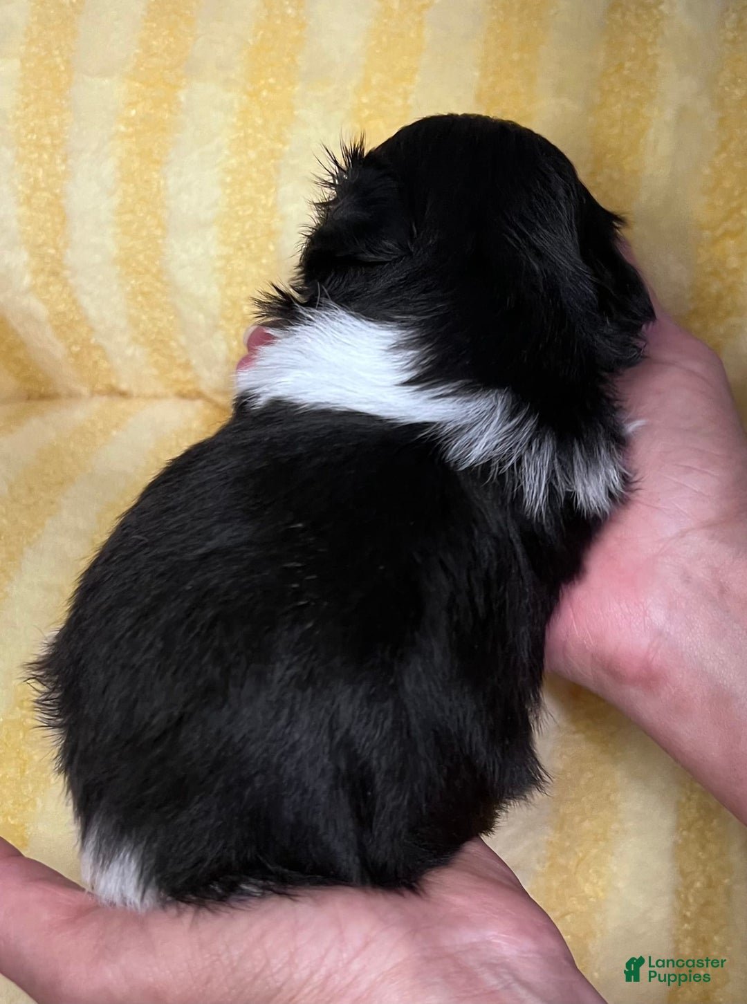 Shih Tzu dogs for sale: Bently - Image 3
