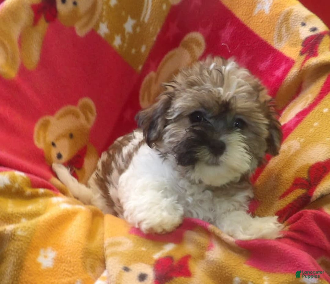 Malshi dogs for sale: Mia - Image 1