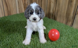 Cavapoo dogs for sale: Bertha Girl 2 - Image 2