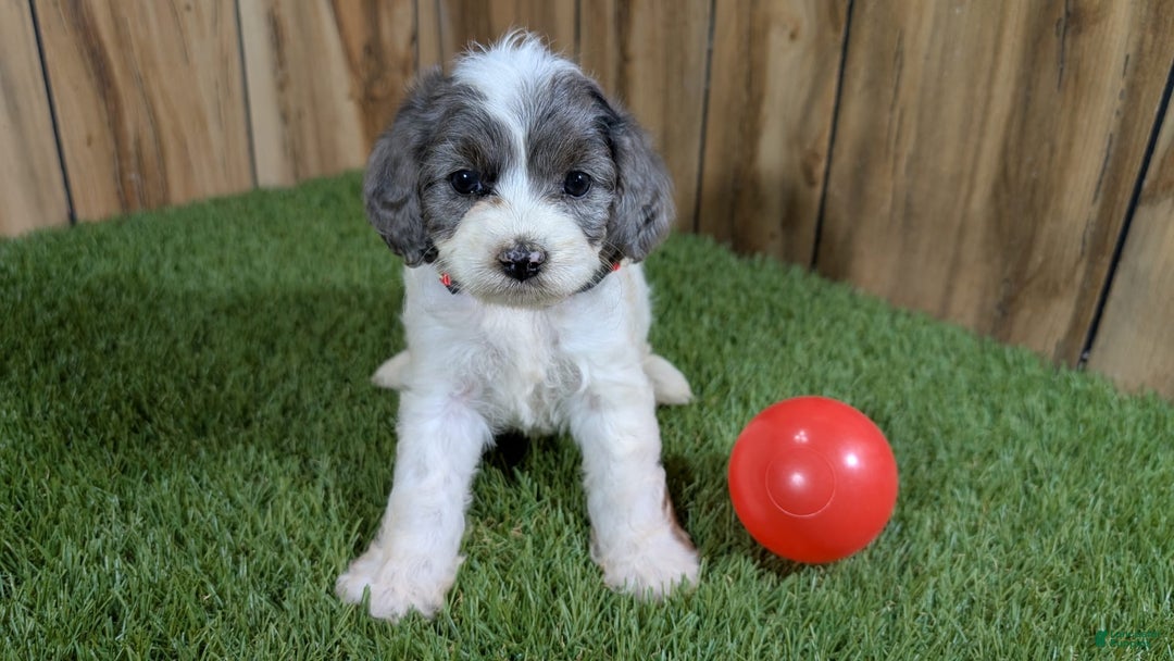 Cavapoo dogs for sale: Bertha Girl 2 - Image 2