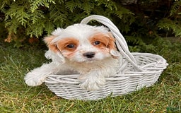Cavapoo dogs for sale: Finn - Image 4
