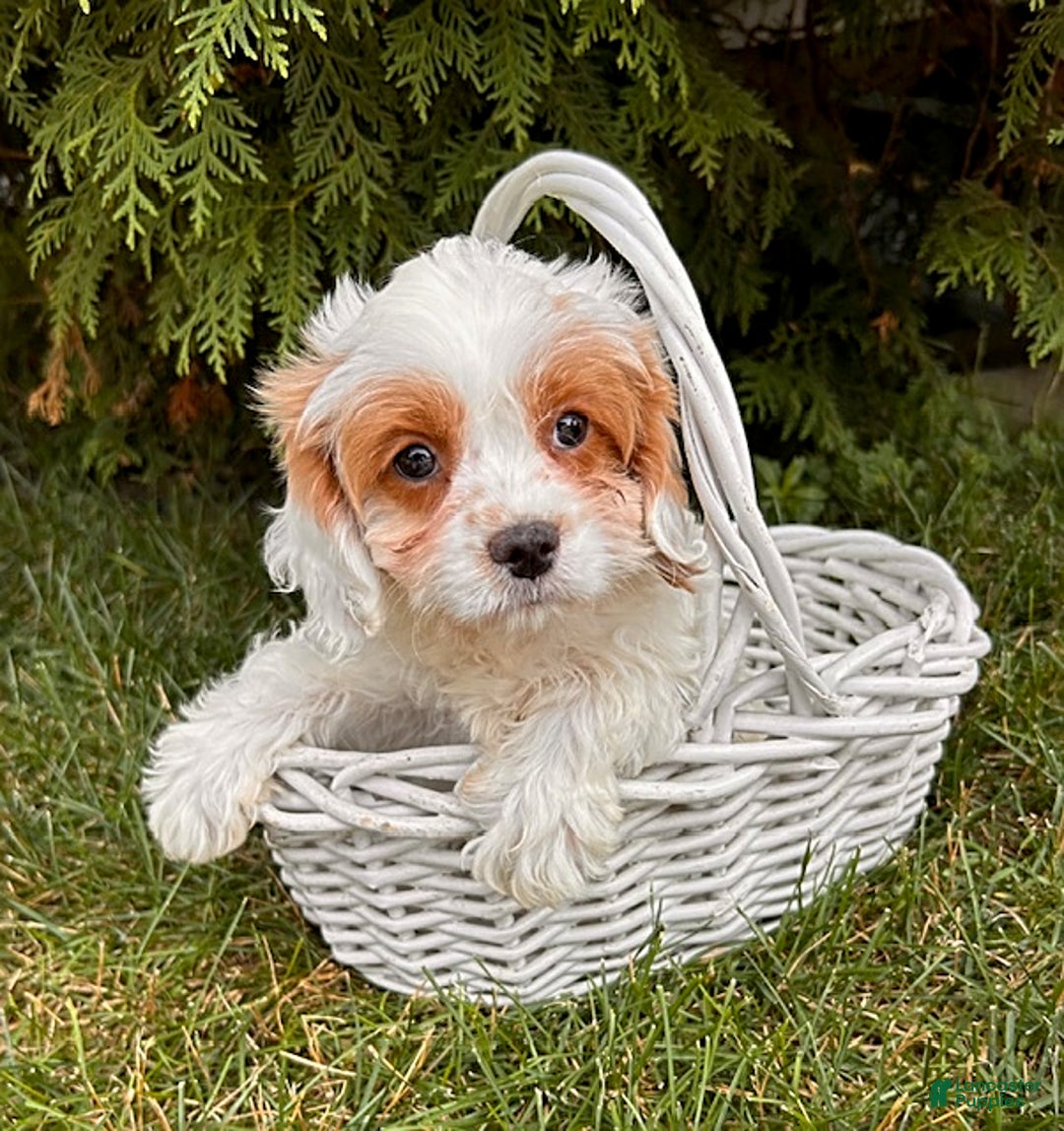 Cavapoo dogs for sale: Finn - Image 4