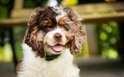 Cocker Spaniel dogs for sale: Beckham - Image 24