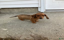 Miniature Dachshund dogs for sale: George - Image 3