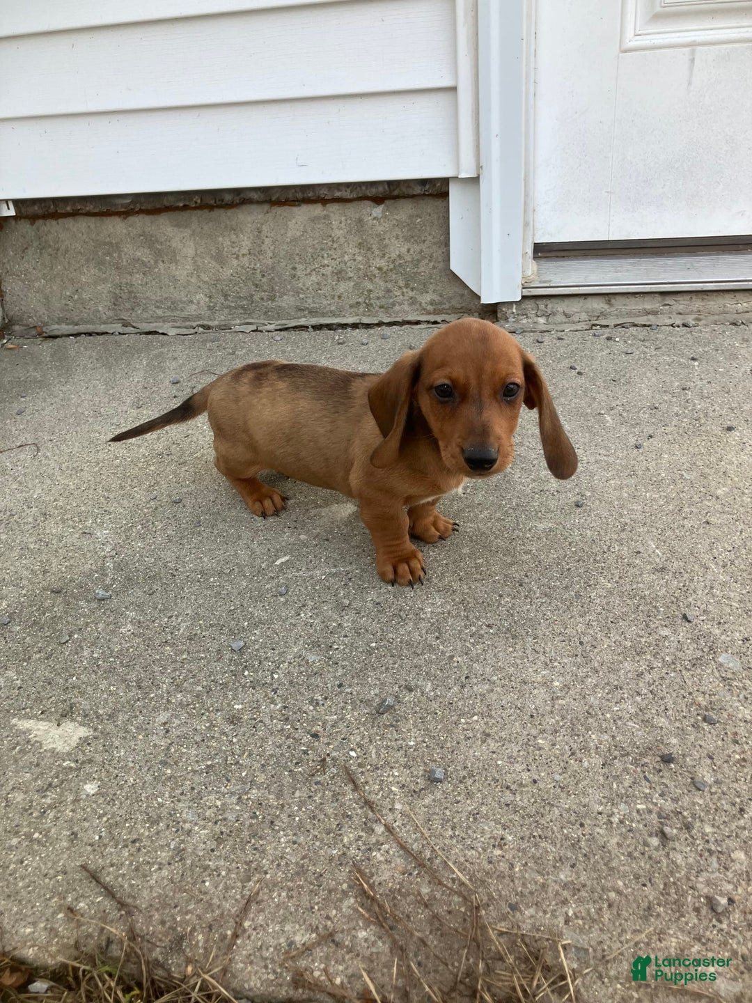 Miniature Dachshund dogs for sale: George - Image 3