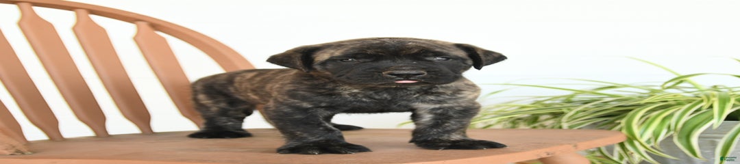 Cyrus